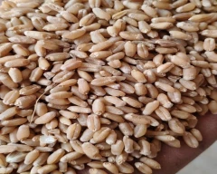 A Grade Quality Wheat for sale in Araria