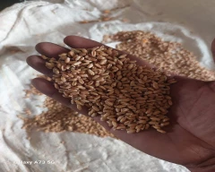 A Grade Quality Wheat for sale in Katihar