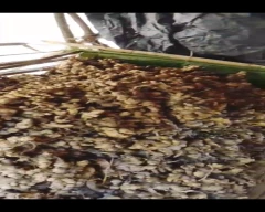 A Grade Quality Dried Ginger for sale in Lower Siang
