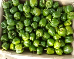 Normal Capsicum for sale in Solapur