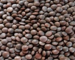 Black Masoor for sale in Lakhisarai