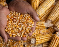 Normal Maize required in Morbi