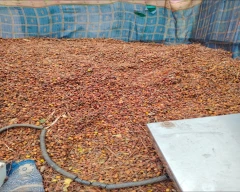 Dried Neem Seed for sale in Banaskantha