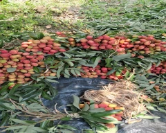 Normal Litchi for sale in Udham Singh Nagar