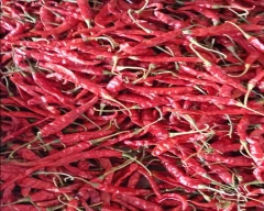 Teja Dry Chilli for sale in Guntur