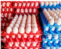 White Egg for sale in Tirupati