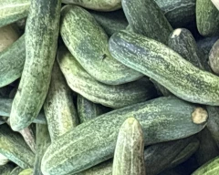Normal Cucumber required in Hyderabad