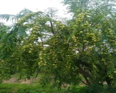 A Grade Quality Amla for sale in Jaipur