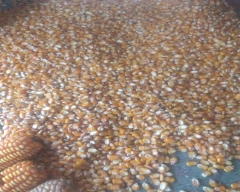 French Chana Dal for sale in Purnia
