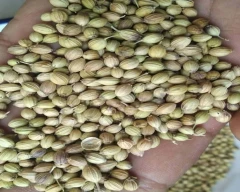 Double parrot Coriander for sale in Anantapur