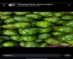 Fuerte Avocado for sale in Kodagu