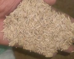 Other Paddy for sale in RaeBareli