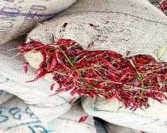Teja Dry Chilli for sale in Warangal (Rural)