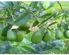A Grade Quality Lemon for sale in Nagaon