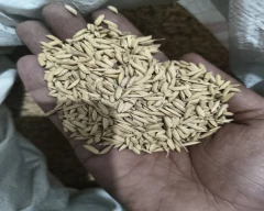 1010 Paddy for sale in Rewa