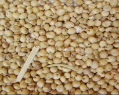 Hybrid Jowar for sale in Guntur