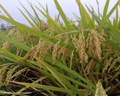 1010 Paddy for sale in Balod