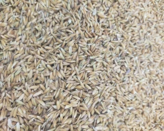 Normal Paddy for sale in West Tripura