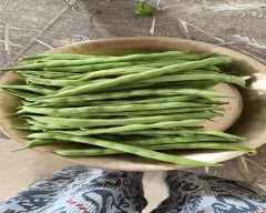 Normal French beans for sale in Darjeeling