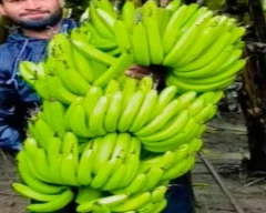 G-9 Banana for sale in Burhanpur