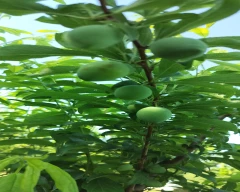 Fresh Plum for sale in Pulwama