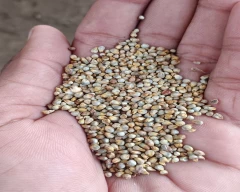 Normal Bajra for sale in Ajmer