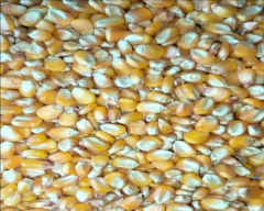A Grade Quality Maize for sale in Begusarai