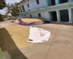 1010 Paddy for sale in Mungeli
