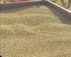 Natural Castor Seed for sale in Pali