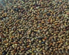Seed Dhaincha for sale in Bahraich