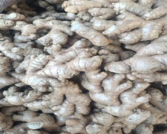 A Grade Quality Ginger for sale in Hassan
