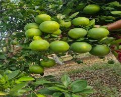 A Grade Quality Orange for sale in Anantapur