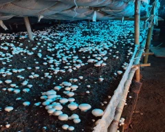 Button Mushroom for sale in Agra