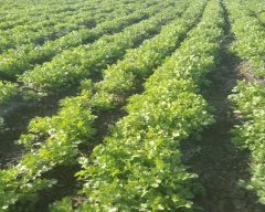 Normal Coriander Leaves for sale in Dhar