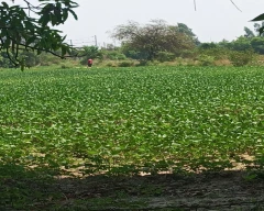 Indian Urad for sale in Kanpur Dehat