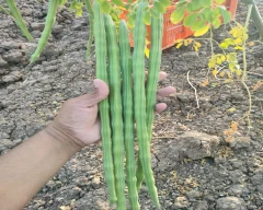 Rohit 1 Drumstick for sale in Ahmednagar