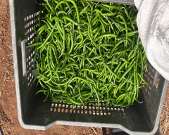 Hybrid Green Chilli for sale in Kolhapur