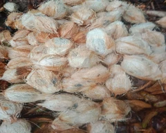 Medium Coconut for sale in Vellore