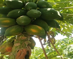 Number 15 Papaya for sale in Banaskantha