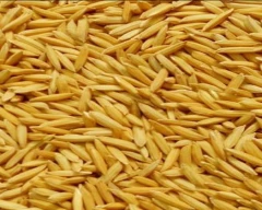 A Grade Quality Paddy for sale in Bhopal