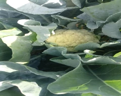 Hybrid Cauliflower for sale in Pune