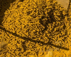 Dry Finger Turmeric for sale in Hingoli