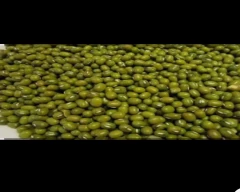 A Grade Quality Moong for sale in Sehore