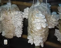 Oyster Mushroom for sale in Madhepura