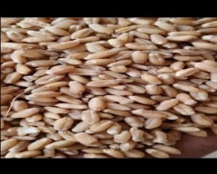 B Grade Quality Wheat for sale in Uttar Dinajpur