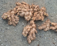 A Grade Quality Ginger for sale in Haveri