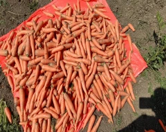 Zubera Carrot for sale in Indore