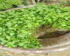 Other Coriander Leaves for sale in West Tripura