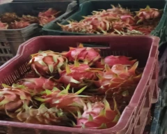 Red Dragon Fruit for sale in Bengaluru Urban