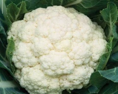 Normal Cauliflower for sale in Chamarajanagar